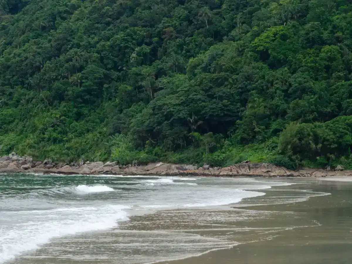 Praia cercada por Mata Atlântica no Guarujá, litoral de São Paulo